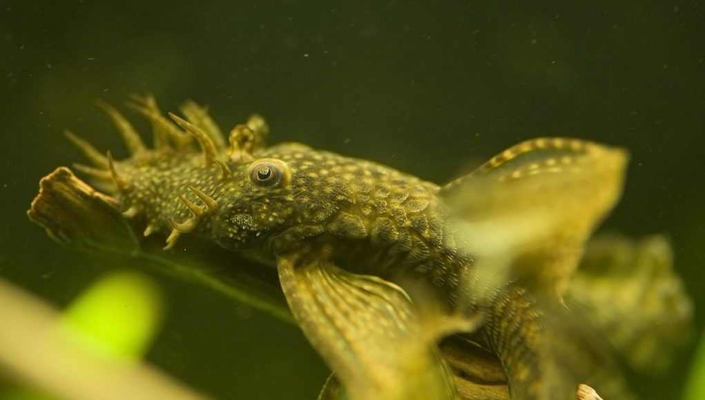 ancistrus ou Ancistrus Dolichopterus