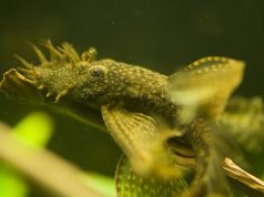L’ancistrus : Tout savoir sur ce poisson d’aquarium ancistrus ou Ancistrus Dolichopterus