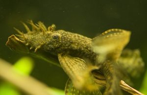 L’ancistrus : Tout savoir sur ce poisson d’aquarium ancistrus ou Ancistrus Dolichopterus