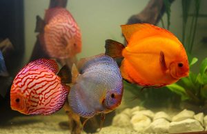 Le discus : Tout savoir sur ce poisson d’aquarium le discus