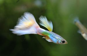 Le Guppy : tout savoir sur ce poisson d’aquarium Guppy