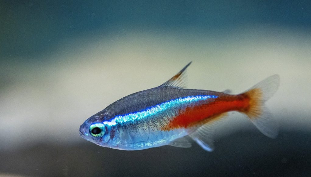 néon bleu