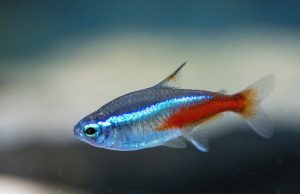Le néon bleu : tout savoir sur ce poisson d’aquarium néon bleu