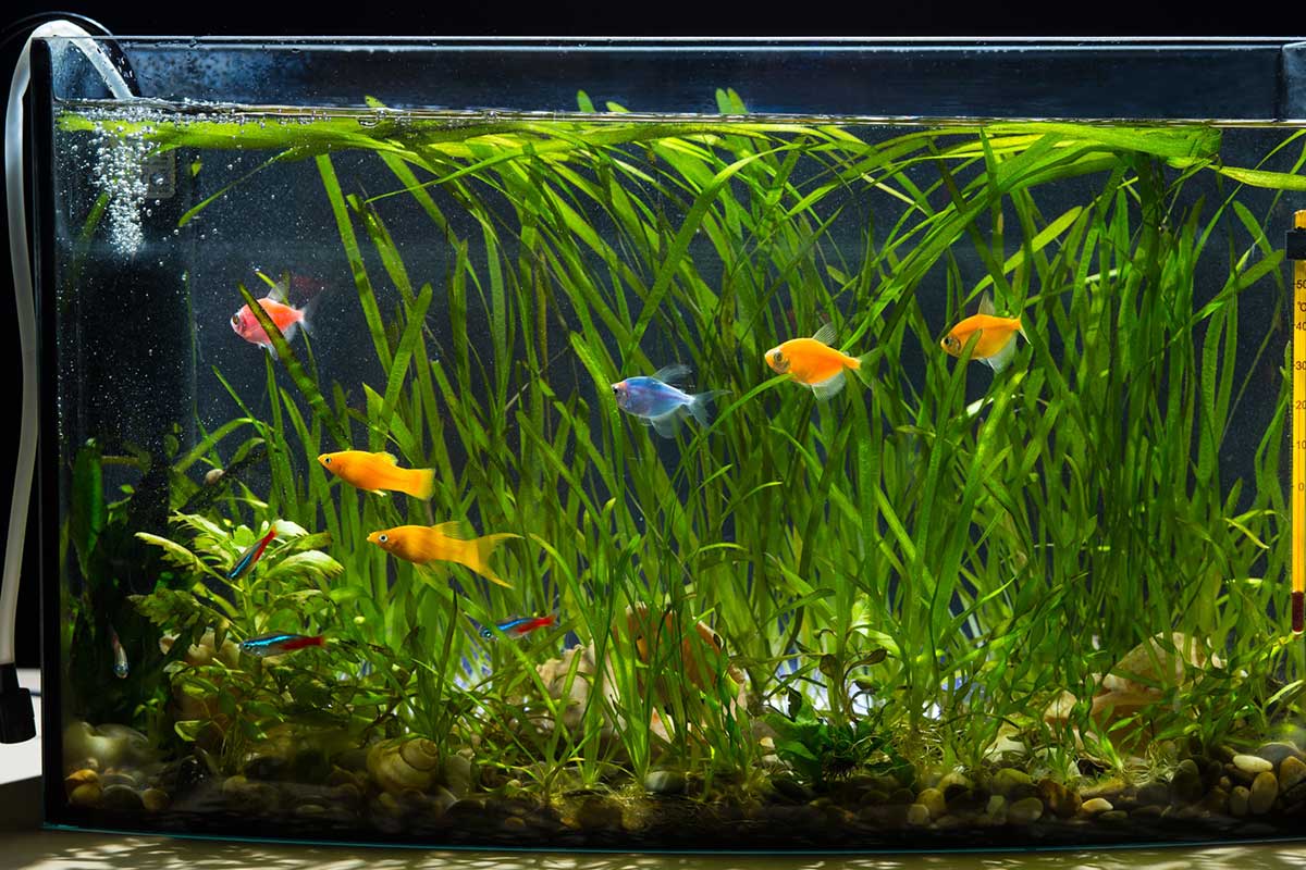 Optimisez l'oxygénation de votre aquarium avec une pompe à air.