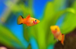Le platy : Tout savoir sur ce poisson d’aquarium le platy