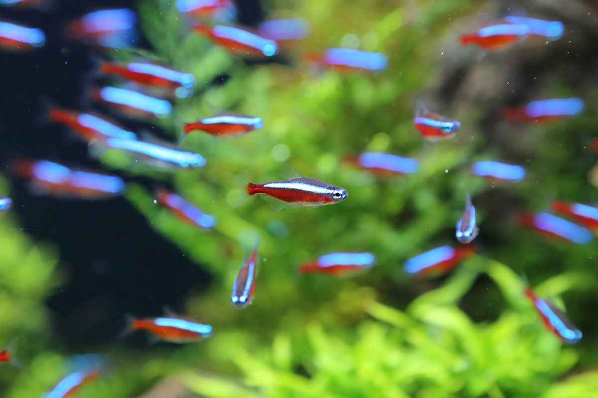 espèce poisson néon rouge