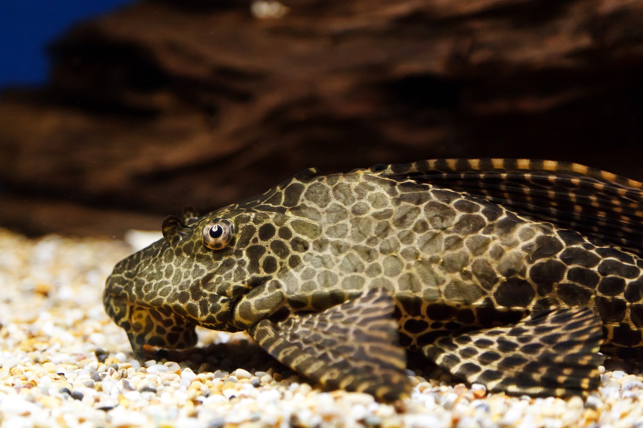 poisson nettoyeur de fond