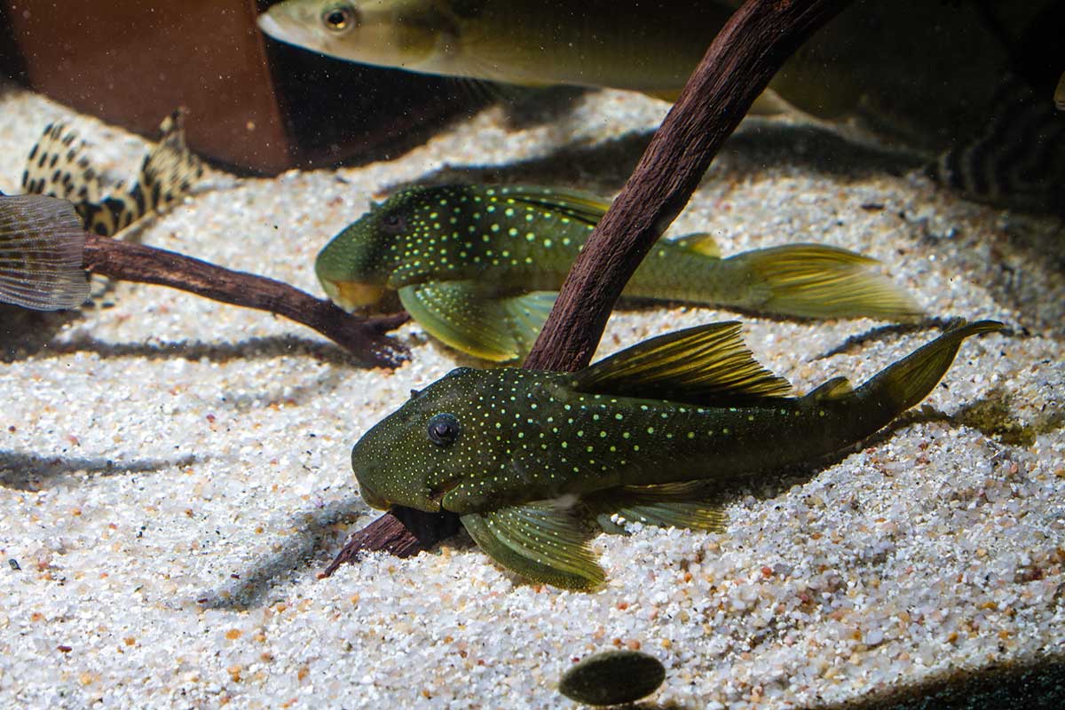 poisson nettoyeur de sol