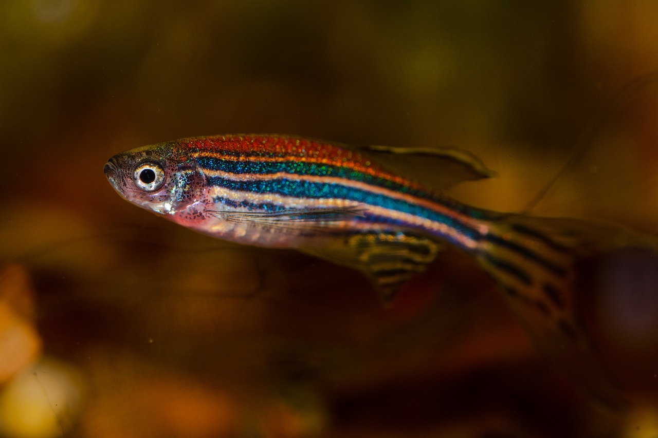 poisson zèbre ou Danio rerio