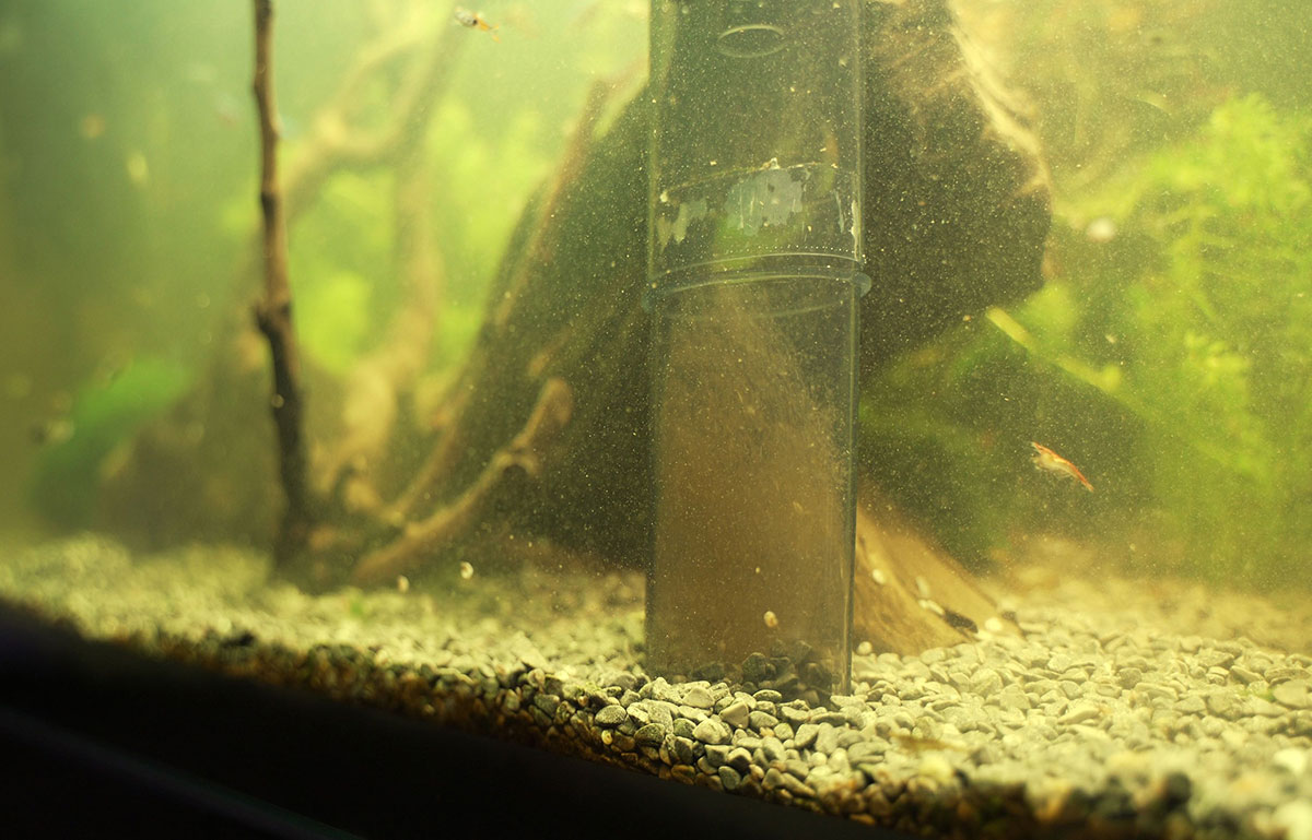 changer l'eau d'un aquarium