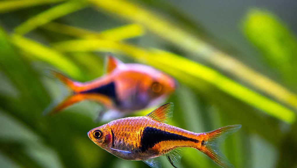 Rasbora arlequin