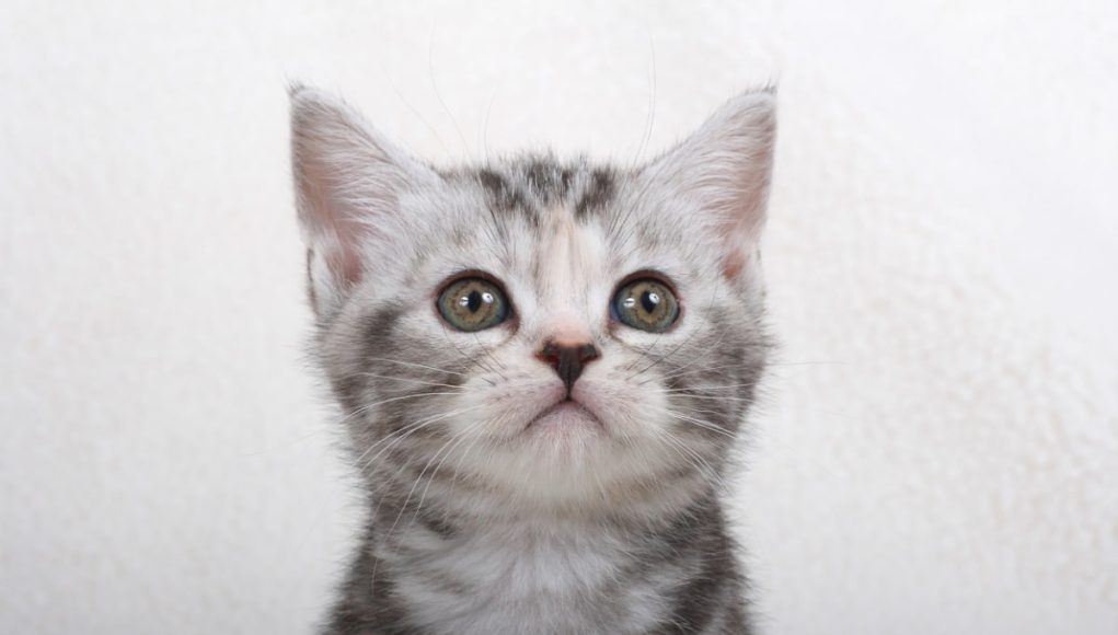 chats les plus stupides