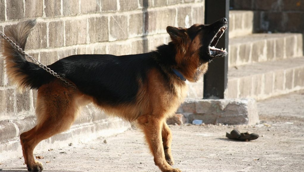 Aboiement excessif du chien