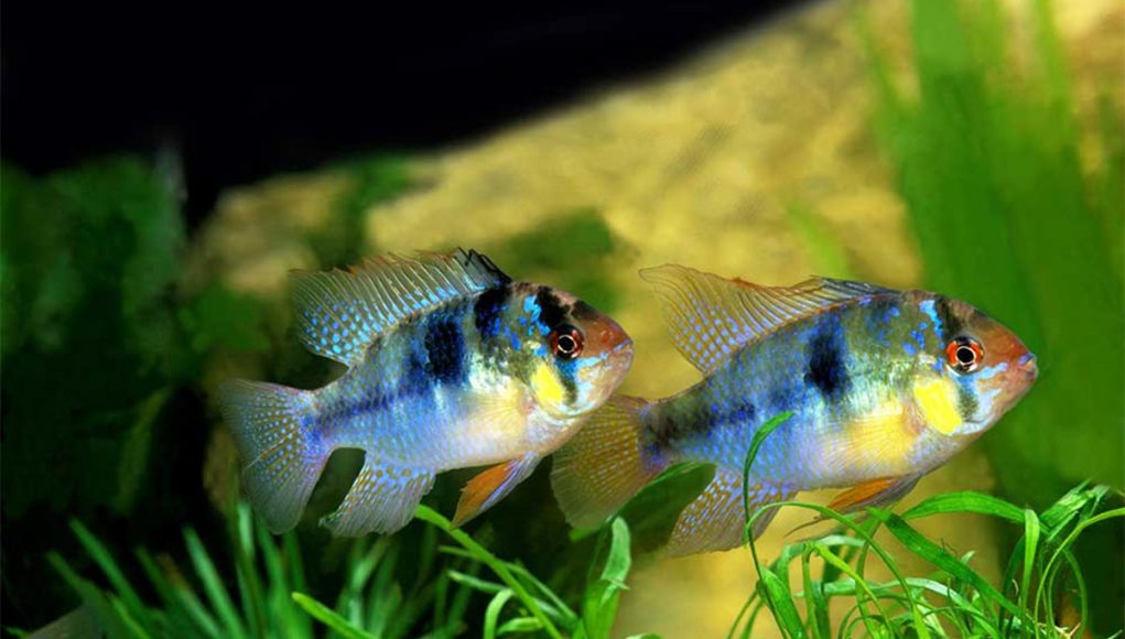 Ramirezi