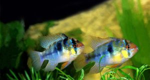 Le ramirezi : Tout savoir sur ce poisson d’aquarium Ramirezi