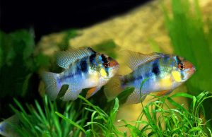 Le ramirezi : Tout savoir sur ce poisson d’aquarium Ramirezi