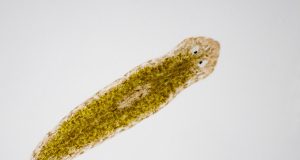 Tout savoir sur les vers planaires dans les aquariums Vers planaires