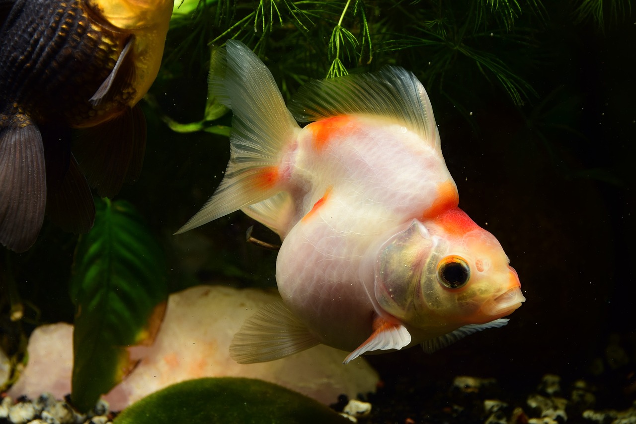 Poisson rouge Ryukin : Tout savoir sur ce poisson d'aquarium