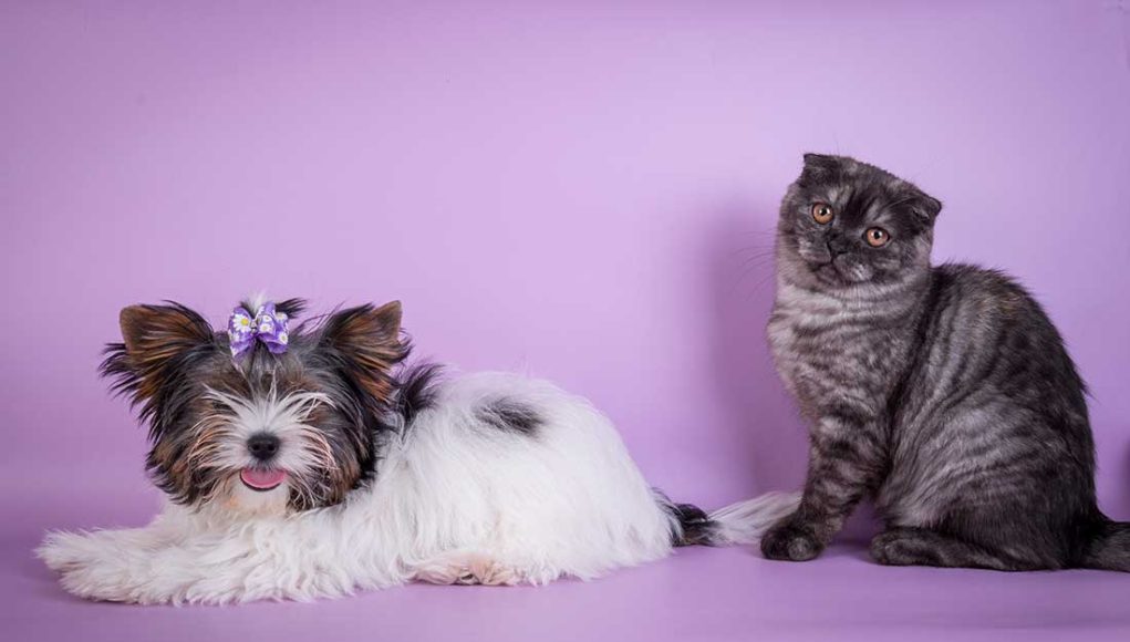 Shih Tzus et chat font bon ménage