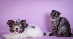 Shih Tzus et chats font-ils bon ménage ? Shih Tzus et chat font bon ménage