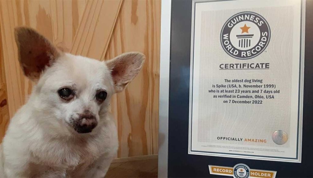 Spike chihuahua plus vieux chien du monde