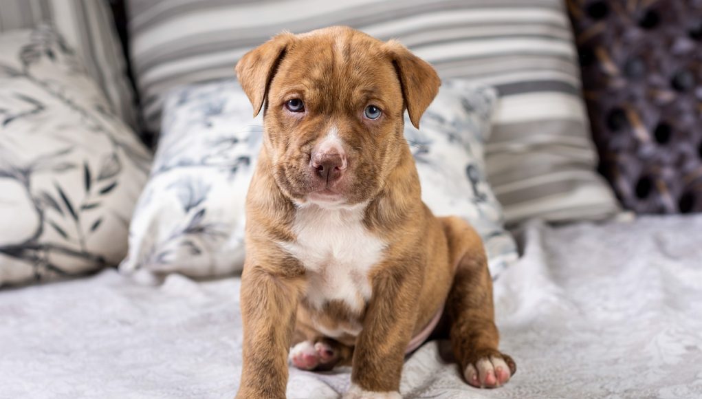 chiot Pit Bull sauvé
