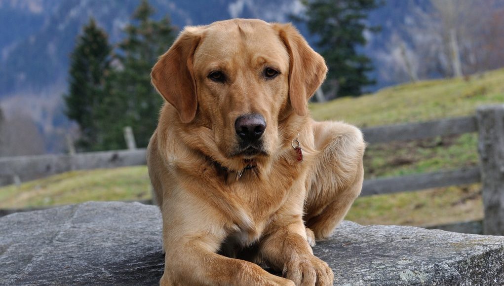 labrador sauve la vie d'un vétérinaire