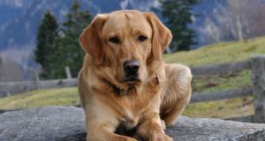 Un labrador sauve la vie d’un vétérinaire après qu’un coup de tête ait révélé un cancer labrador sauve la vie d'un vétérinaire