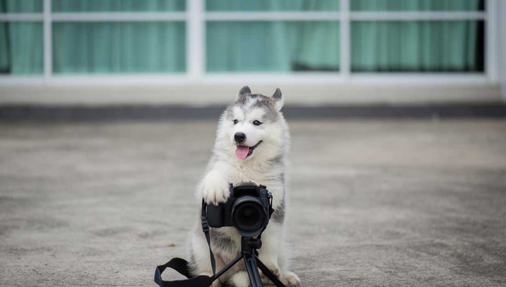 vidéos de chiens les plus étonnantes de la semaine 9 octobre