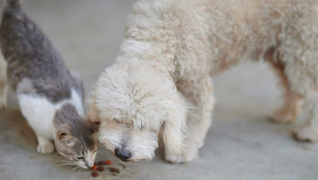 caniches et chats peuvent-ils s'entendre