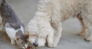 Les caniches et les chats peuvent-ils s’entendre ? caniches et chats peuvent-ils s'entendre