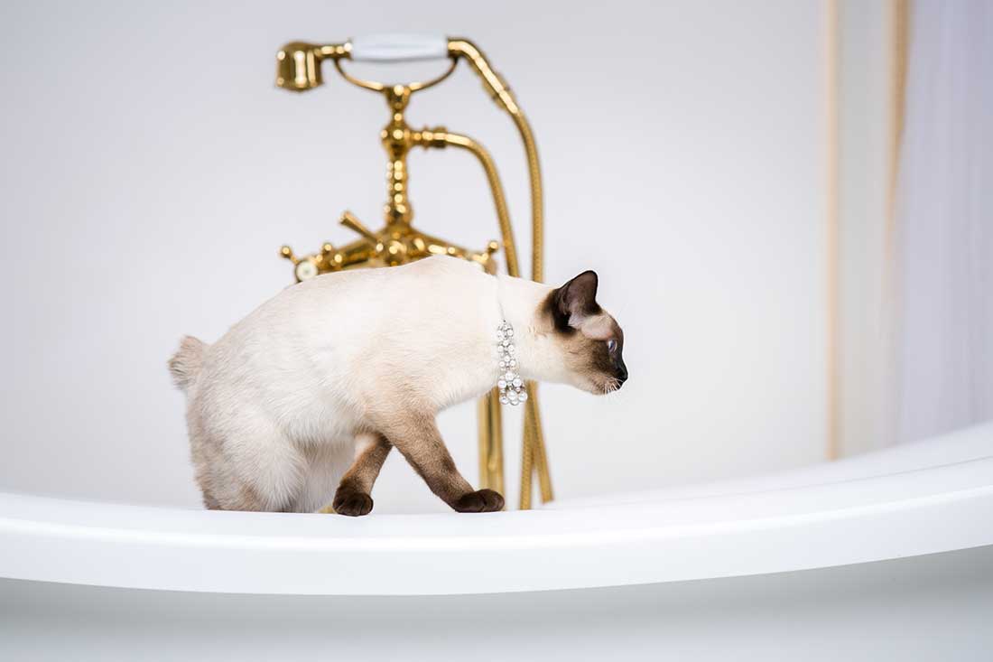 chats siamois aime l'eau