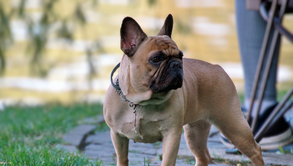Bouledogue Français