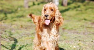 Cocker : Caractère et alimentation de la race Cocker Anglais