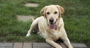 Le Labrador Retriever : Caractère et alimentation de la race Labrador Retriever