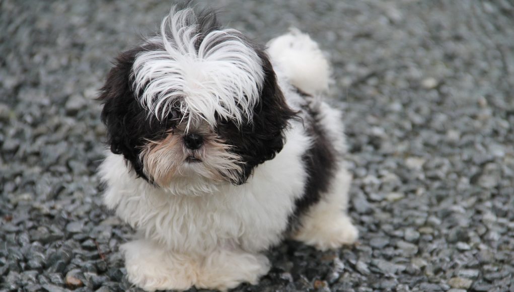 Shih Tzu