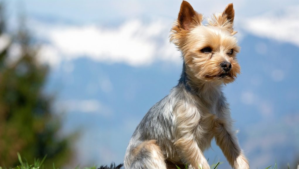 Yorkshire Terrier