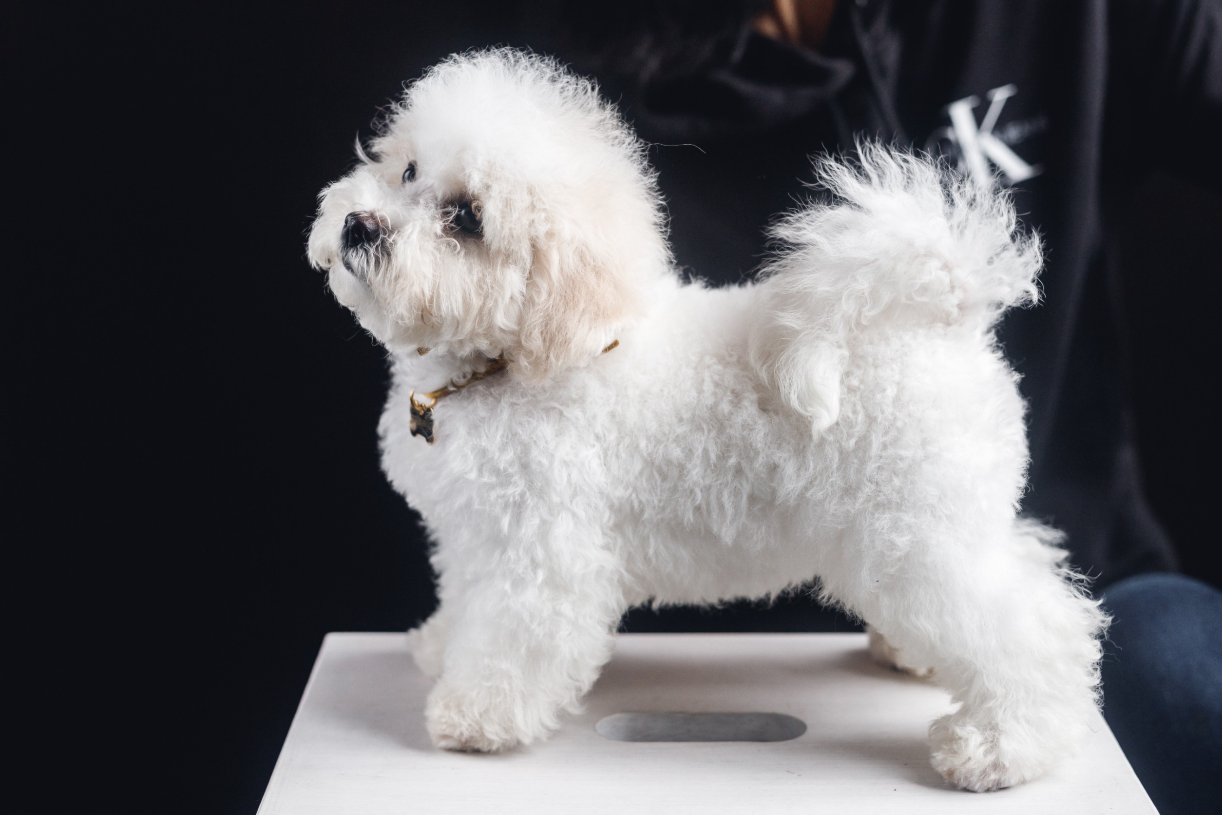 Bichon Frisé