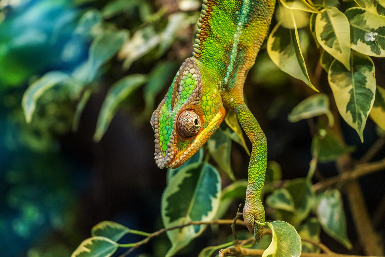 Caméléon