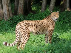 Le guépard : Comment vit le félin le plus rapide du monde ? guépard