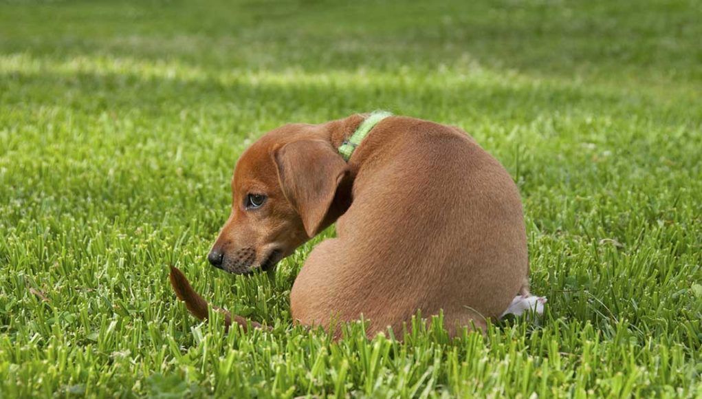 Pourquoi mon chien mange son caca