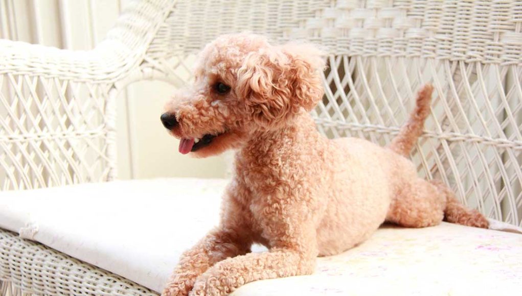 races de chien les plus intelligentes