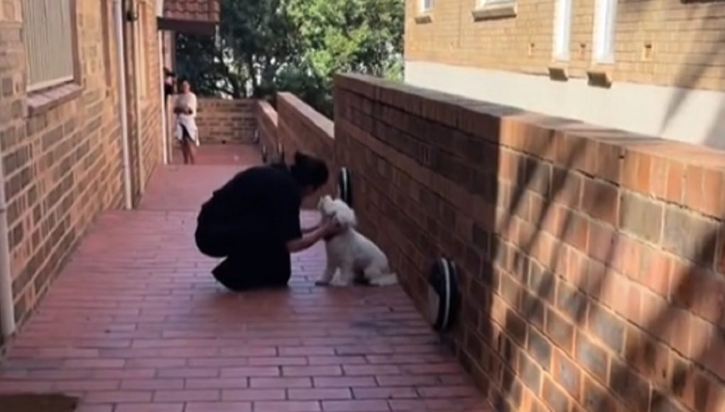 retrouvailles émouvantes d'un chien avec sa maitresse