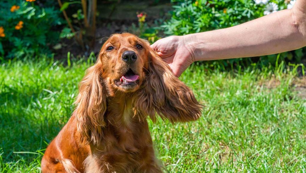 savoir si votre chien à des puces