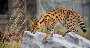 Le serval : Comment vit le félin qui ressemble à un chat serval