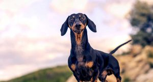 Le Teckel : Caractère et alimentation de la race Teckel