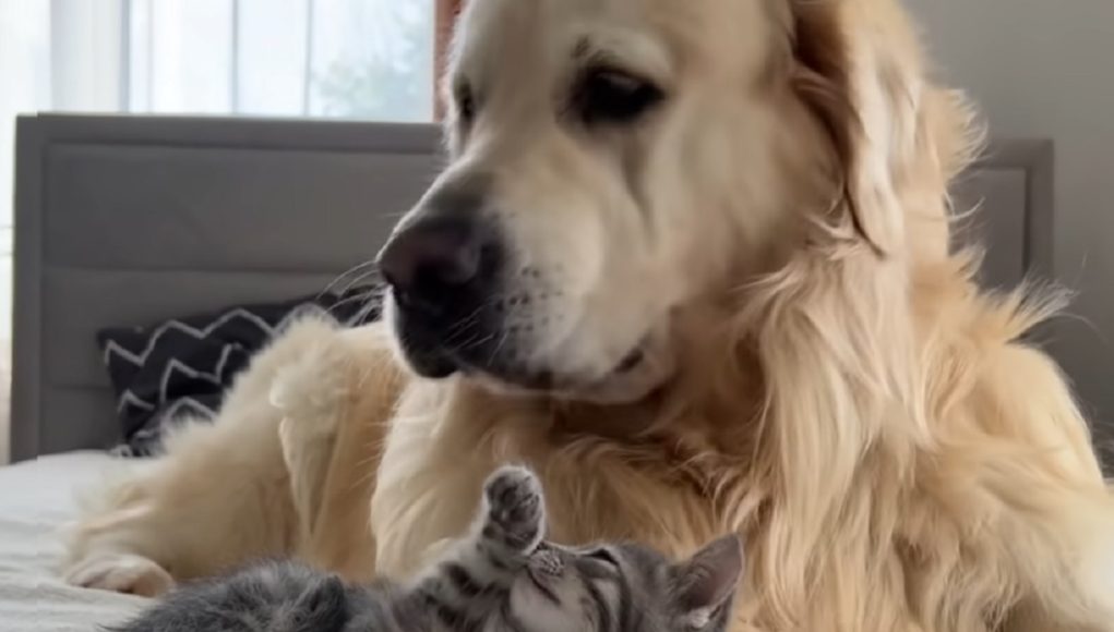 joie de ce Golden Retriever découvre chaton