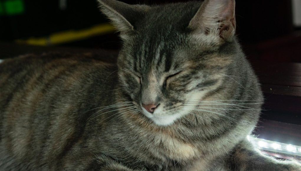 chat âgé
