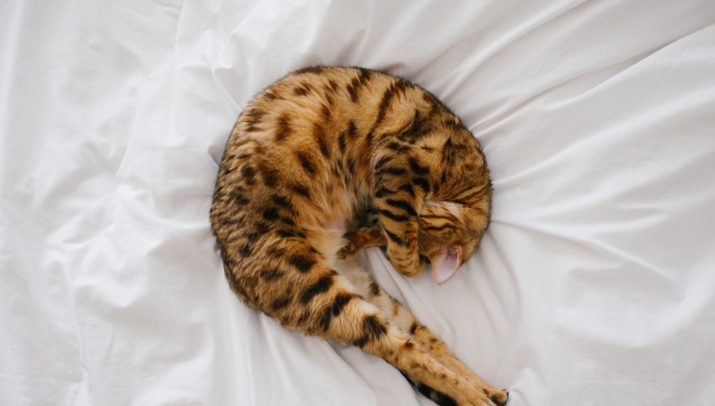 Bengal