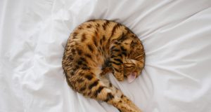 Quels sont les traits uniques du chat du Bengal ? Bengal